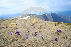 Meadow with Purple Crocuses