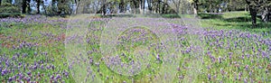 Meadow of purple flowers