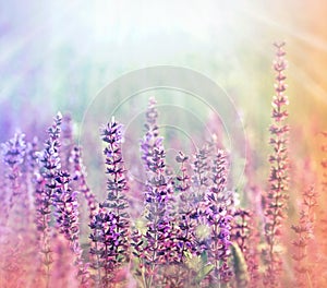 Meadow (purple) flowers illuminated by sunlight