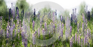 Meadow of Purple Lupine ( Lupinus )