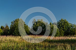 Meadow with purple pink almost faded willowherb flowers, golden grass in sunny summer in warm sunset light, green trees