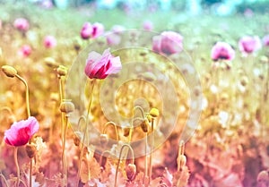 Meadow of purple poppy flowers