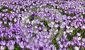 Meadow of purple and white crocus flowers