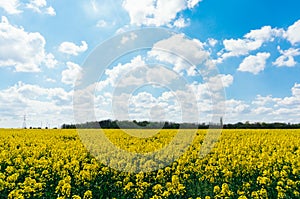 Meadow of rapeseed