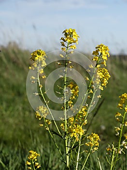 Meadow Rapseed Closeup GrassLand Wiev