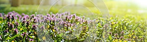 Meadow in the rays of the day sun in spring. Thyme is a genus of the family Lamiaceae