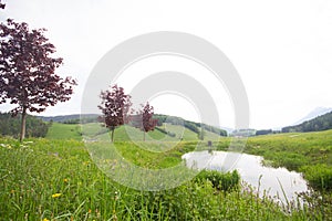 Meadow with red ahorn trees and a pond at Ruhpolding, Germany