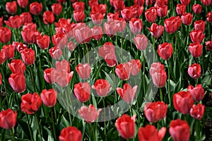 Meadow with red bright flowers