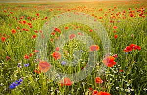 Meadow of red poppies