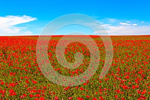 Meadow of red poppies against blue sky