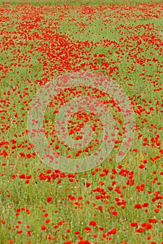 meadow of red poppies, Rhone-Alpes, France