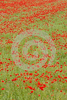 meadow of red poppies, Rhone-Alpes, France