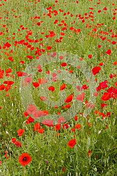 meadow of red poppies, Rhone-Alpes, France