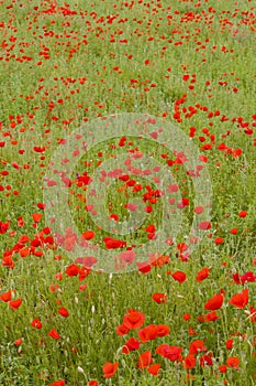 meadow of red poppies, Rhone-Alpes, France