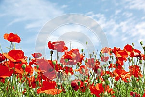 Meadow with red poppy flowers