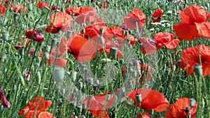 Meadow with red poppy flowers