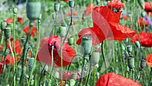 Meadow with red poppy flowers