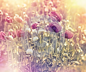 Meadow of red poppy flowers