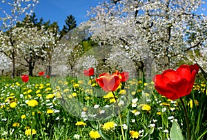 Meadow with red tulips and yellow dandelions and cherry trees in full bloom