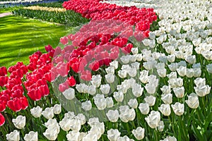 Meadow of red and white tulips in Keukenhof garden, Lisse, the Netherlands nature background, gardening