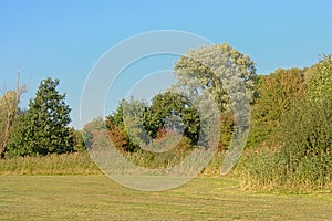 Meadow with reed trees in autmn colors on a blue sky