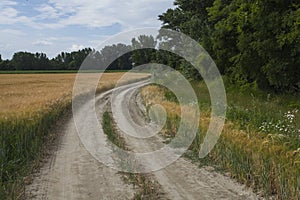 Meadow road with wheat