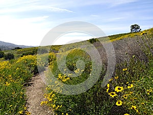 Meadow Road with Yellow Flowers in California on a Warm Spring Day, Hills and Trees, Blooming Flowers