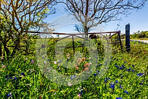 A Meadow with Round Hay Bales and Fresh Texas Wildflowers