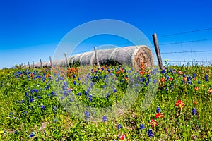 A Meadow with Round Hay Bales and Fresh Texas Wildflowers