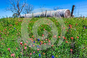 A Meadow with Round Hay Bales and Fresh Texas Wildflowers