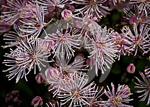 Meadow-Rue Flowers Closeup Looks Like Fireworks