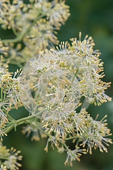 Meadow rue Thalictrum simplex, close-up of flowers