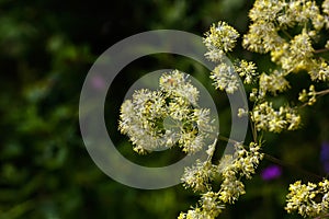 Meadow rue. Wild flower.