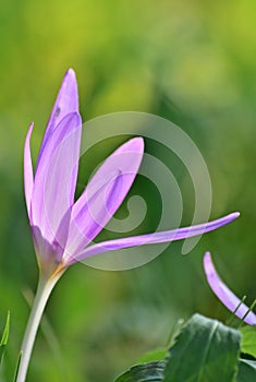 Meadow saffron - Colchicum autumnale close up