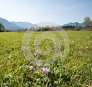 Meadow saffron colchicum autumnale, moor landscape near Ohlstadt, Murnauer Moos nature reserve photo