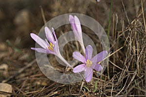 A Meadow Saffron on a Forest Bed in Israel