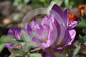 A meadow saffron - tender lilac autumn flower