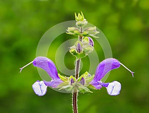 Meadow Sage (Salvia Pratensis)