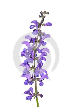 Meadow sage Salvia pratensis