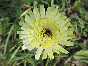 Meadow salsify flower also known as showy goat's beard or Jack go to bed at noon