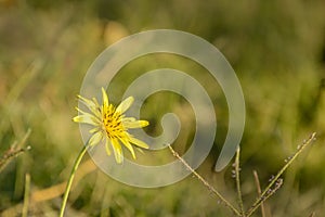 Meadow Salsify flower called Tragopogon pratensis