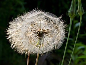 Meadow-salsify-seed