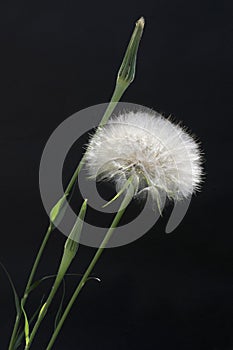 Meadow Salsify Tragopogon pratensis 2