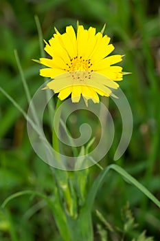 Meadow Salsify - Tragopogon pratensis