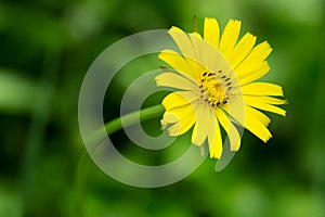 Meadow Salsify - Tragopogon pratensis