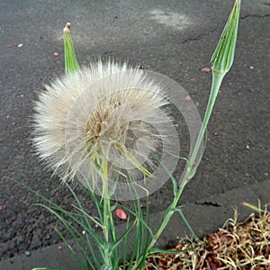 Meadow salsify -Tragopogon pratensis - Eutopia Garden - Arad, Romania