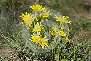 Meadow salsify Tragopogon pratensis,