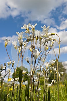 Meadow Saxifrage