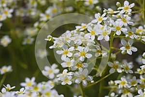 Meadow saxifrage flowers. Saxifraga granulata plants flowering in summer park