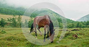 In the meadow in scenic background picturesque mist forest, beautiful brown horse under light rain graze on green grass